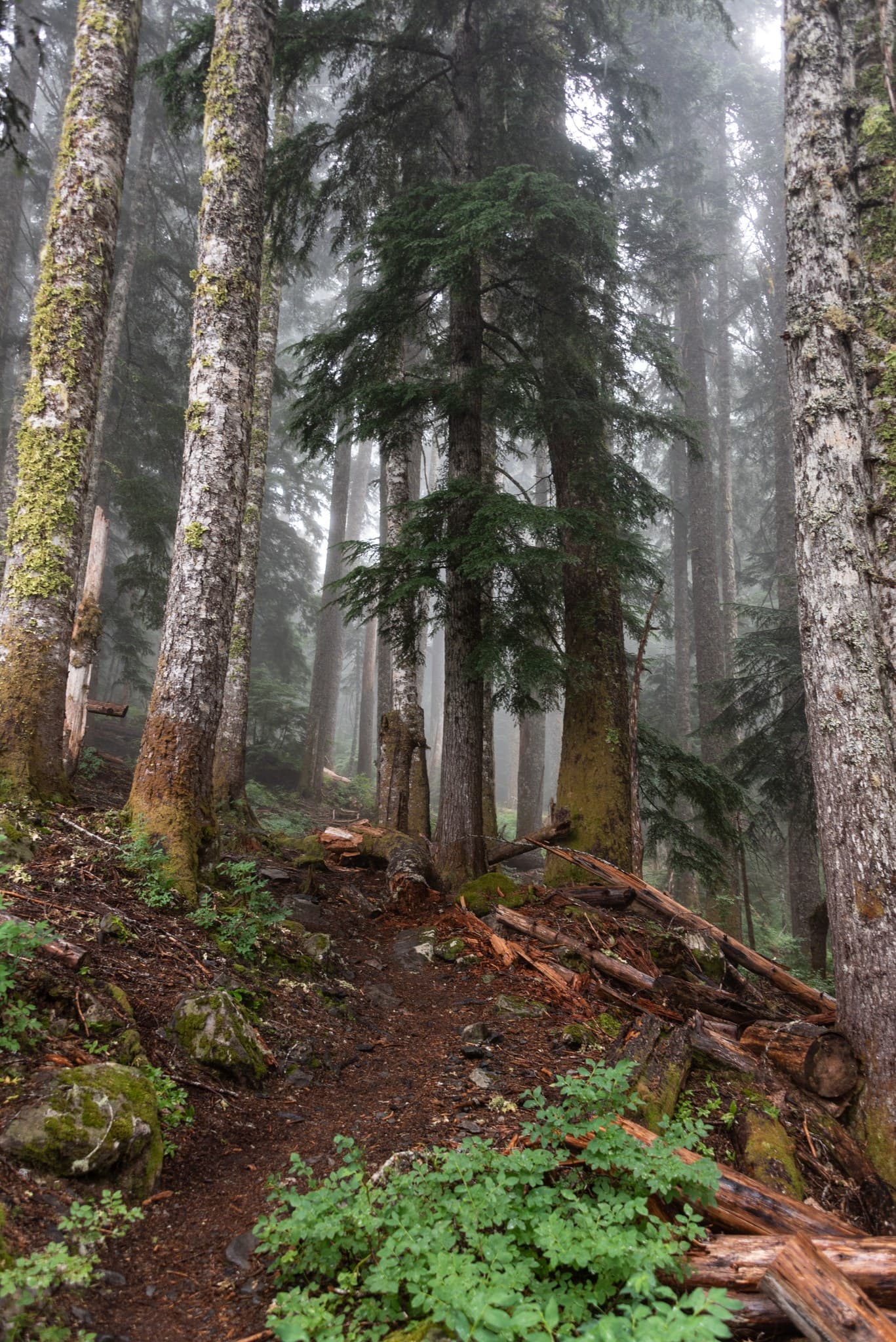 Sitka Spruce trees near Elk Lake