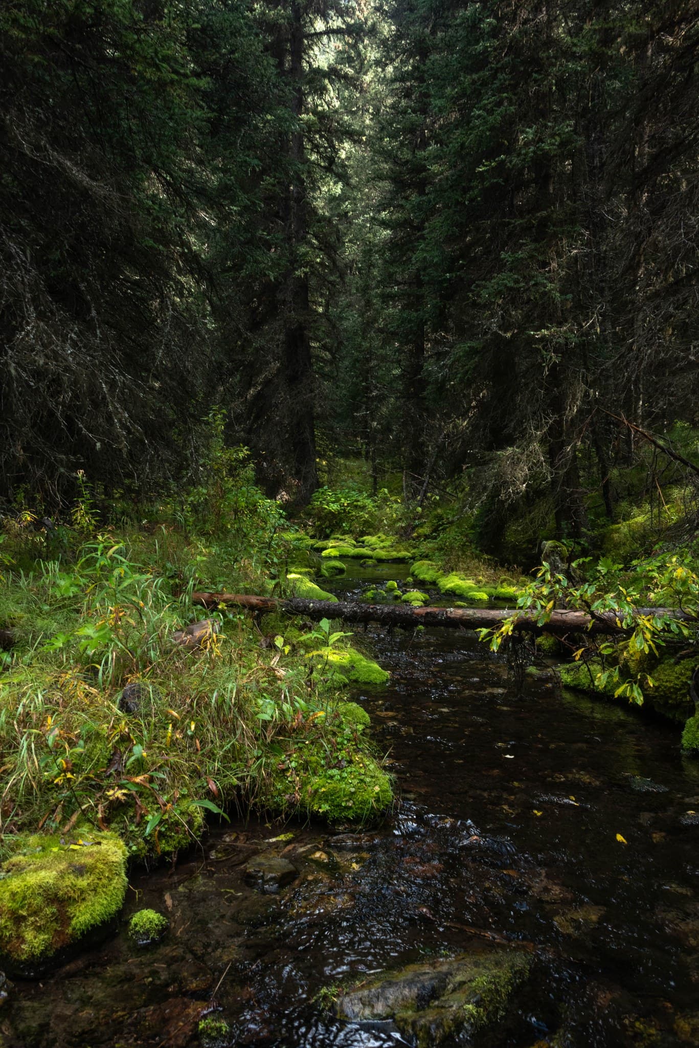 Moss-lined creek on the Johnston Creek trail