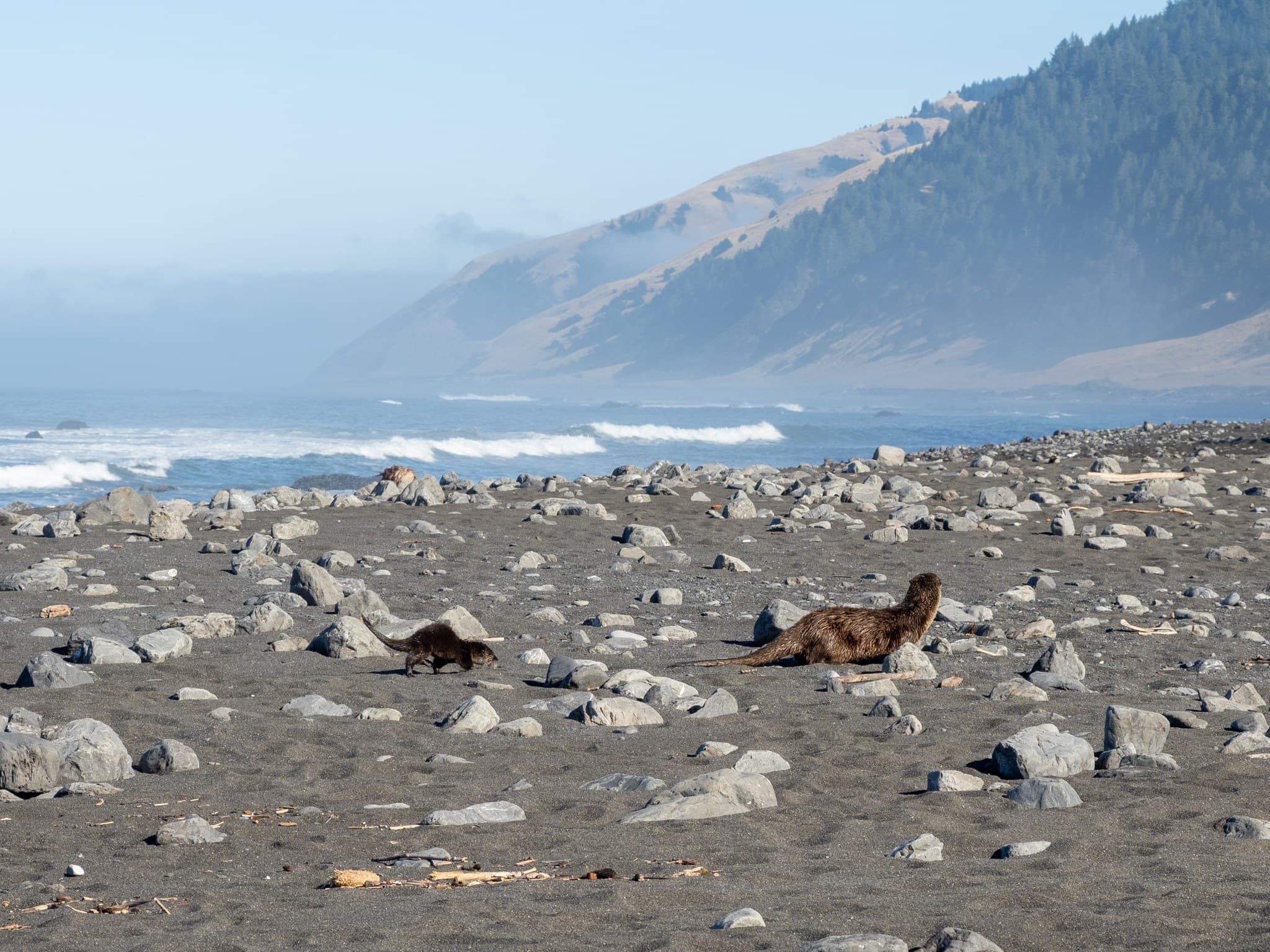 Sea Otters at Big Creek
