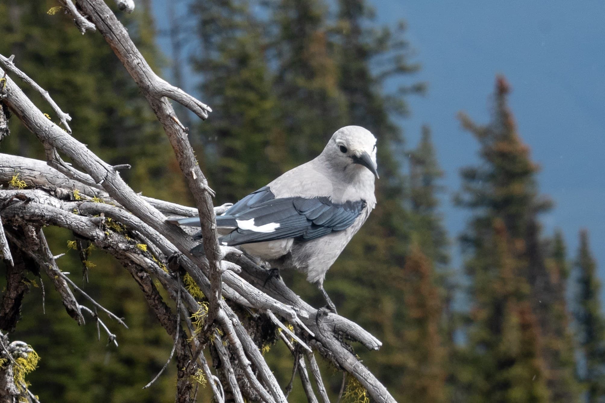 Adult Clark's Nutcracker in its native alpine evergreen forest habitat