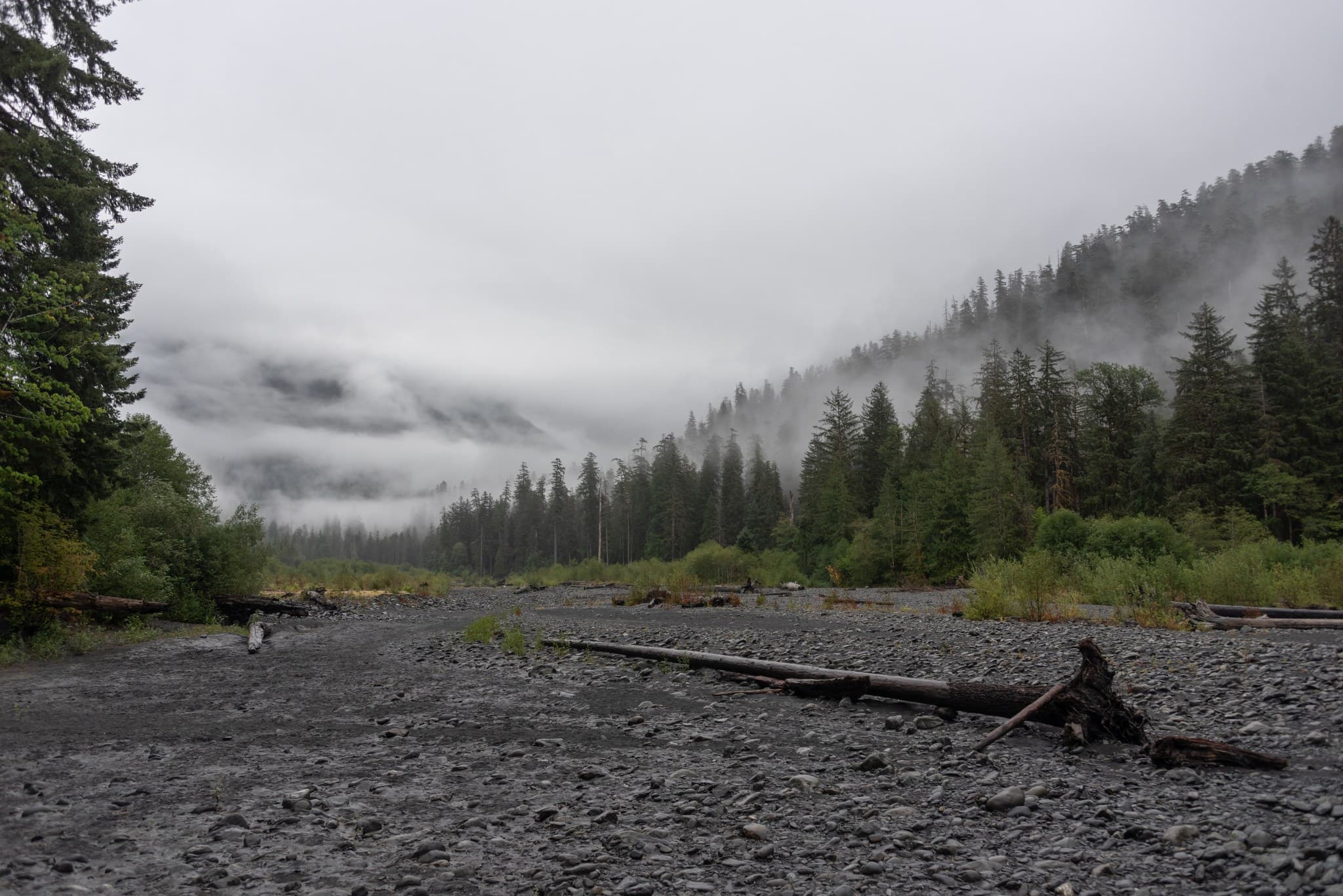 Hoh River Bank near Lewis Meadows