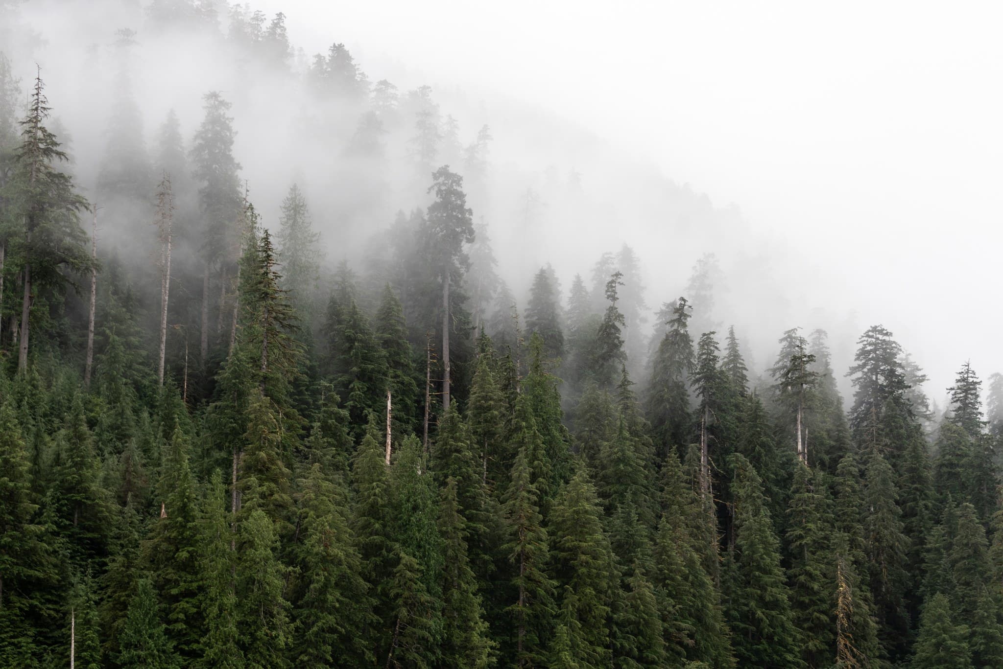 Western Hemlock trees near Lewis Meadows