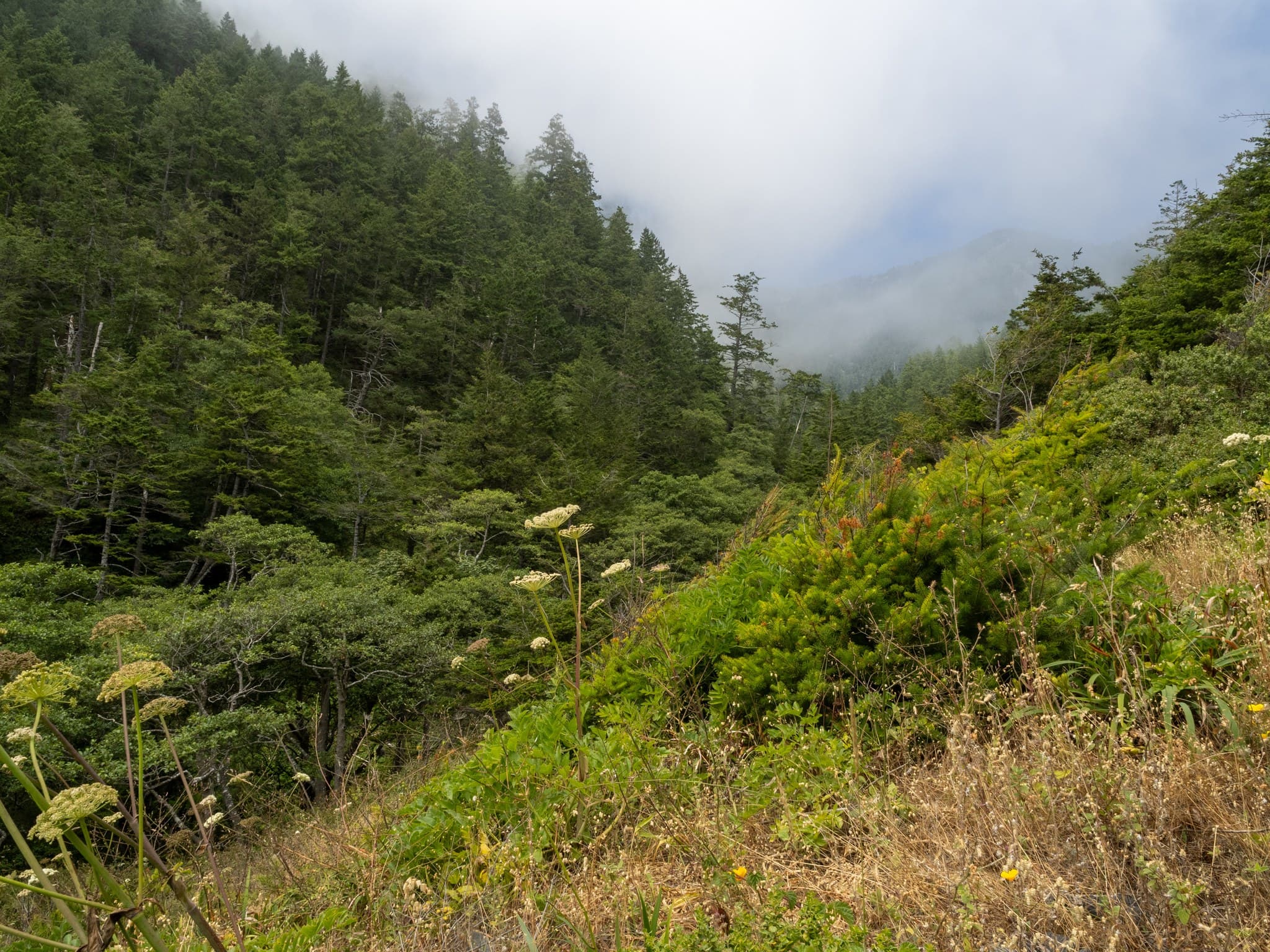 Looking into the King Crest from Bucks Creek