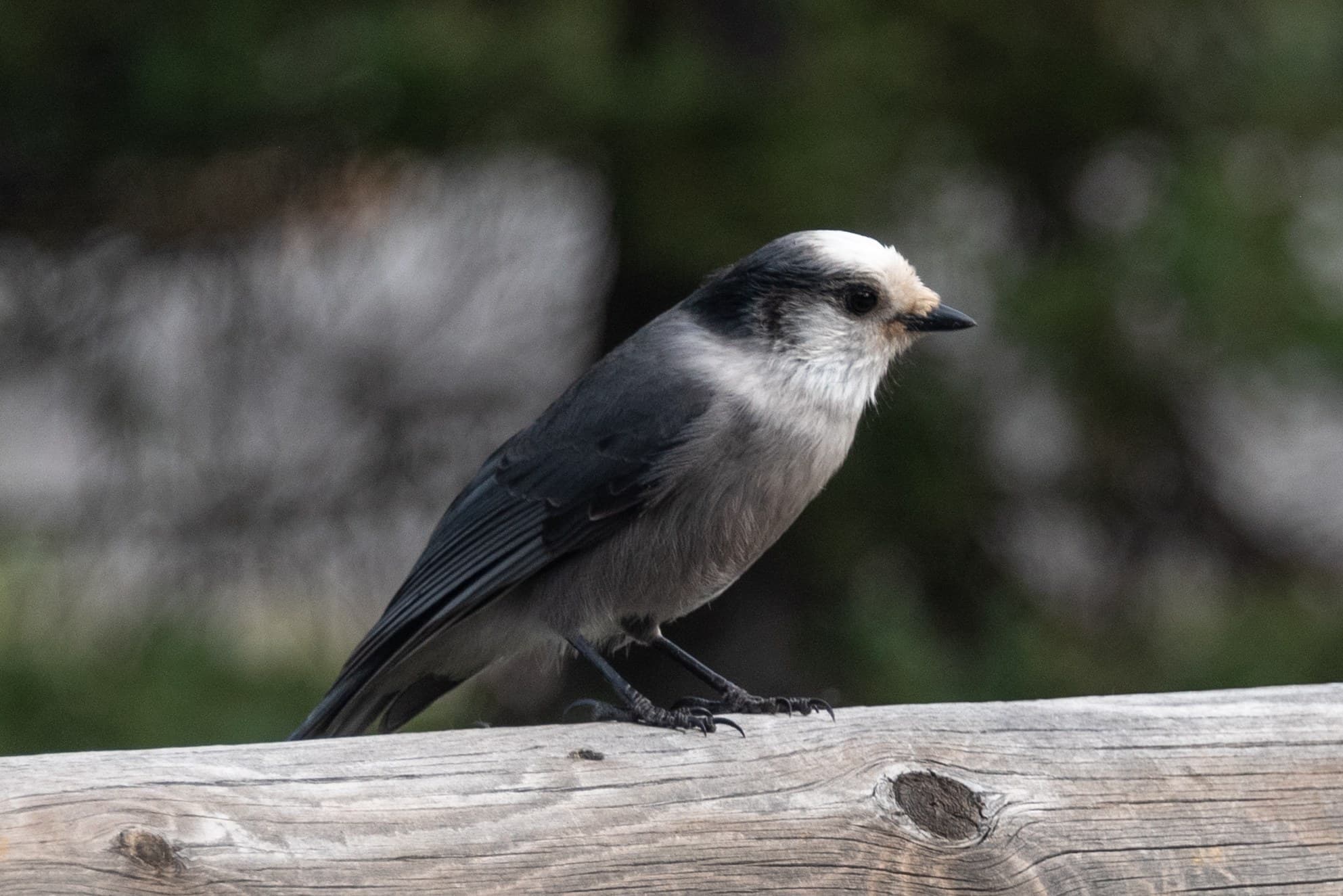 Canada Jay on the shore Lake Louise