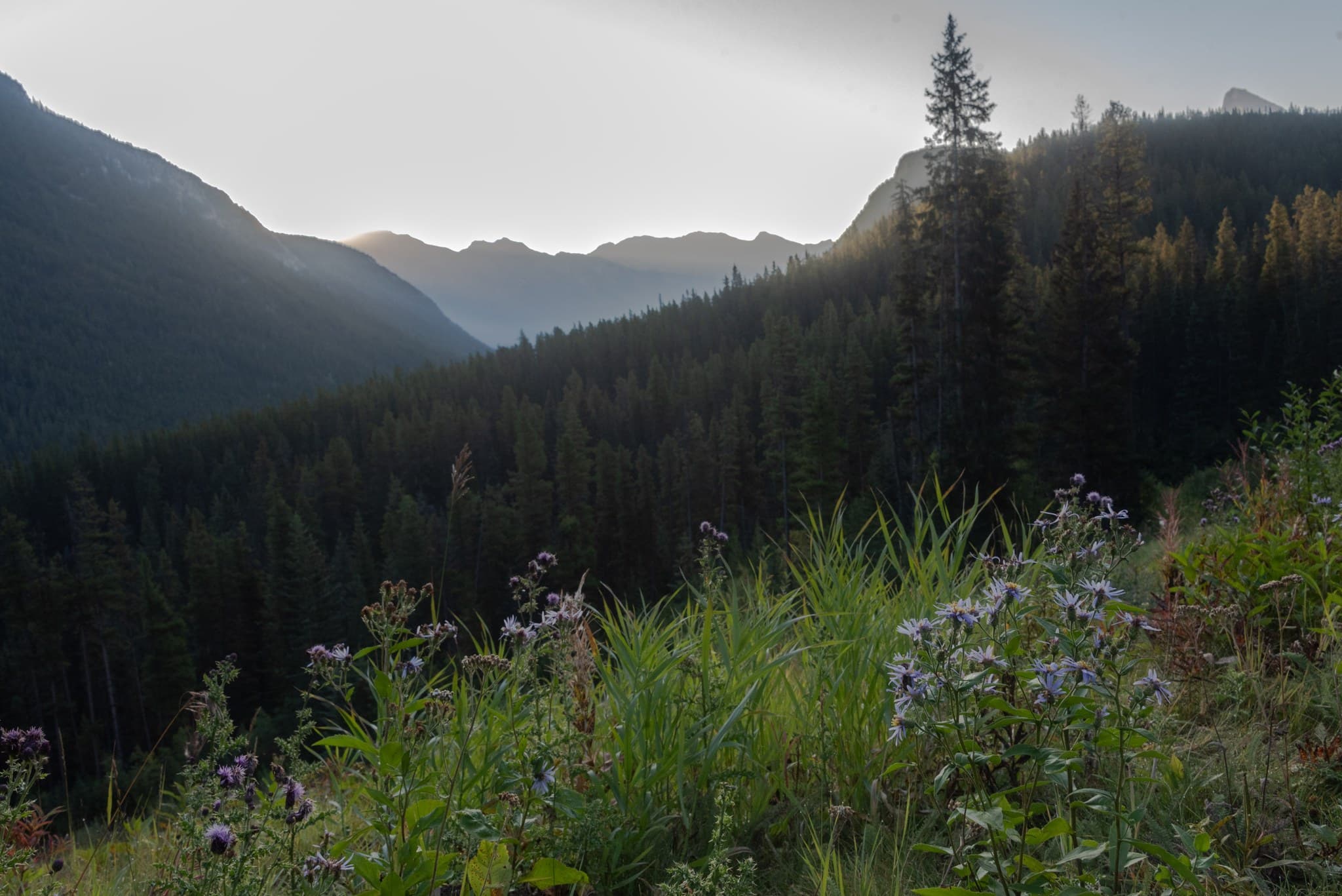 Wildflowers along the Norquay ski slopes