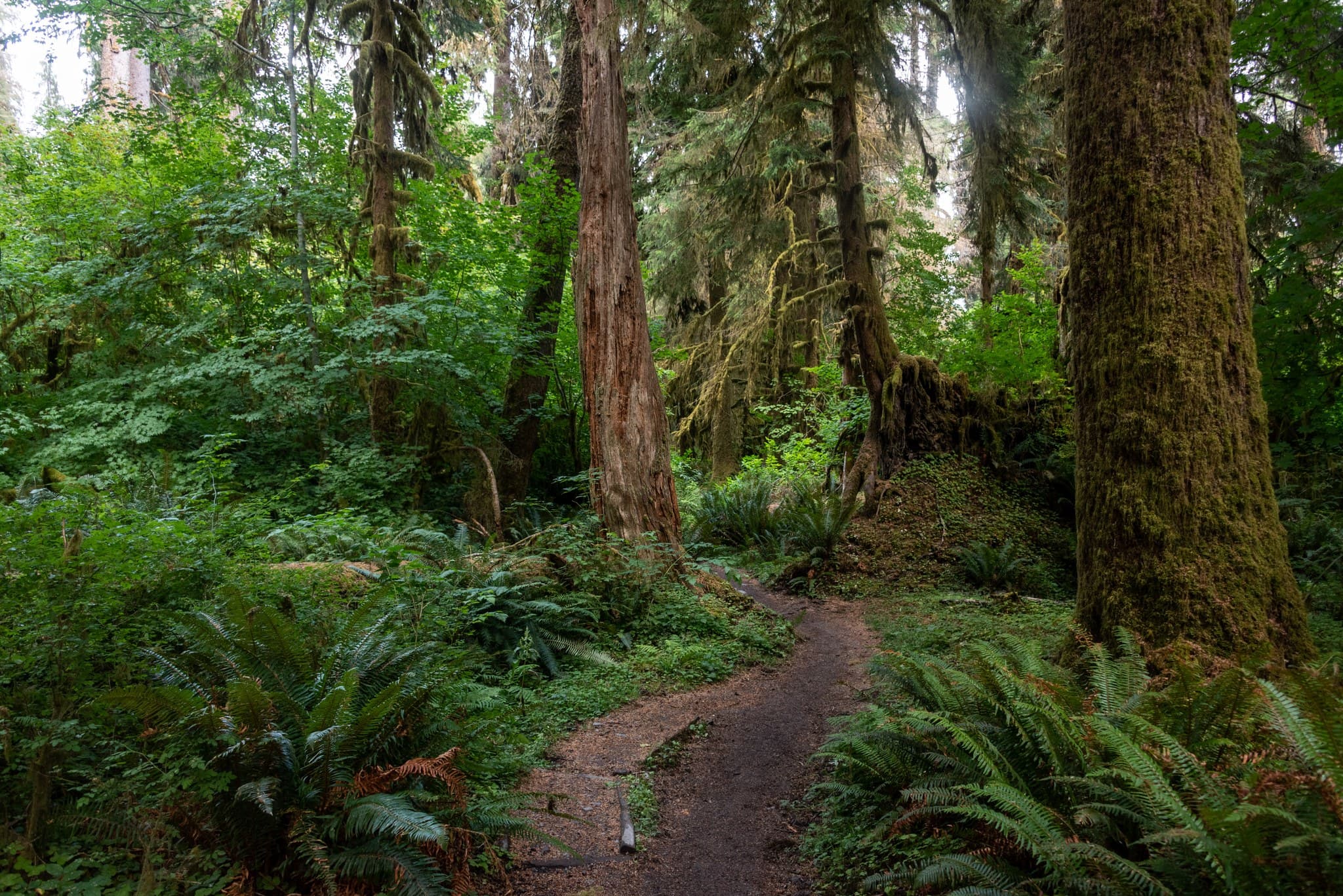 Dense forest near Mount Tom Creek