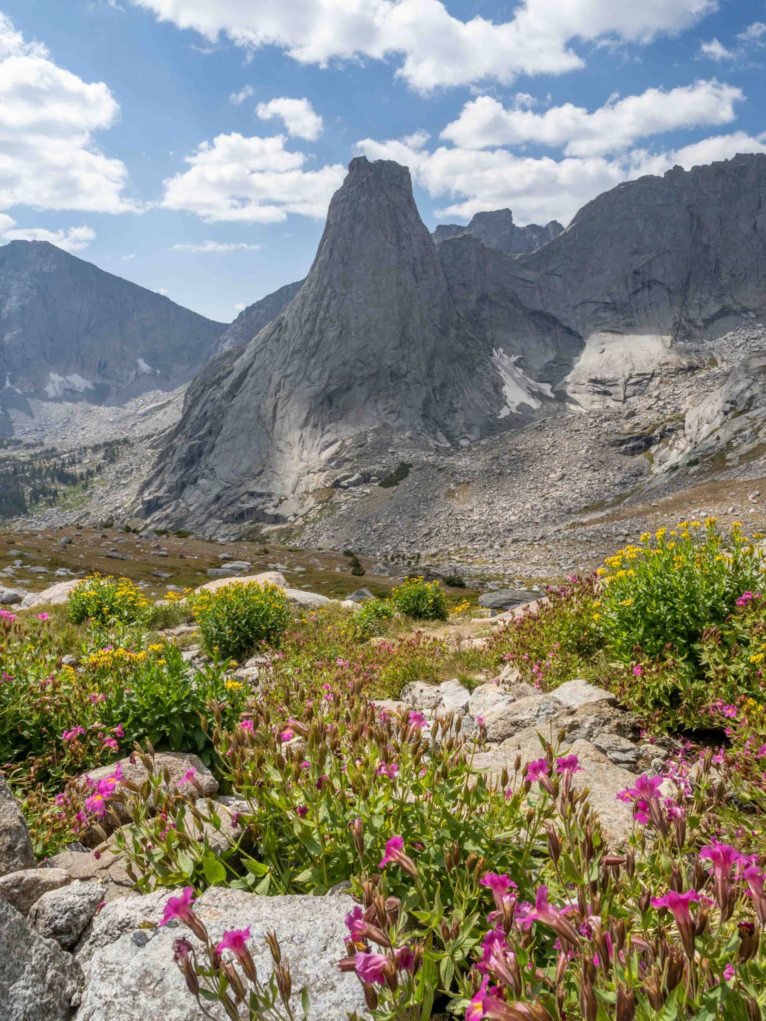Wildflowers on the east side of Texas Pass