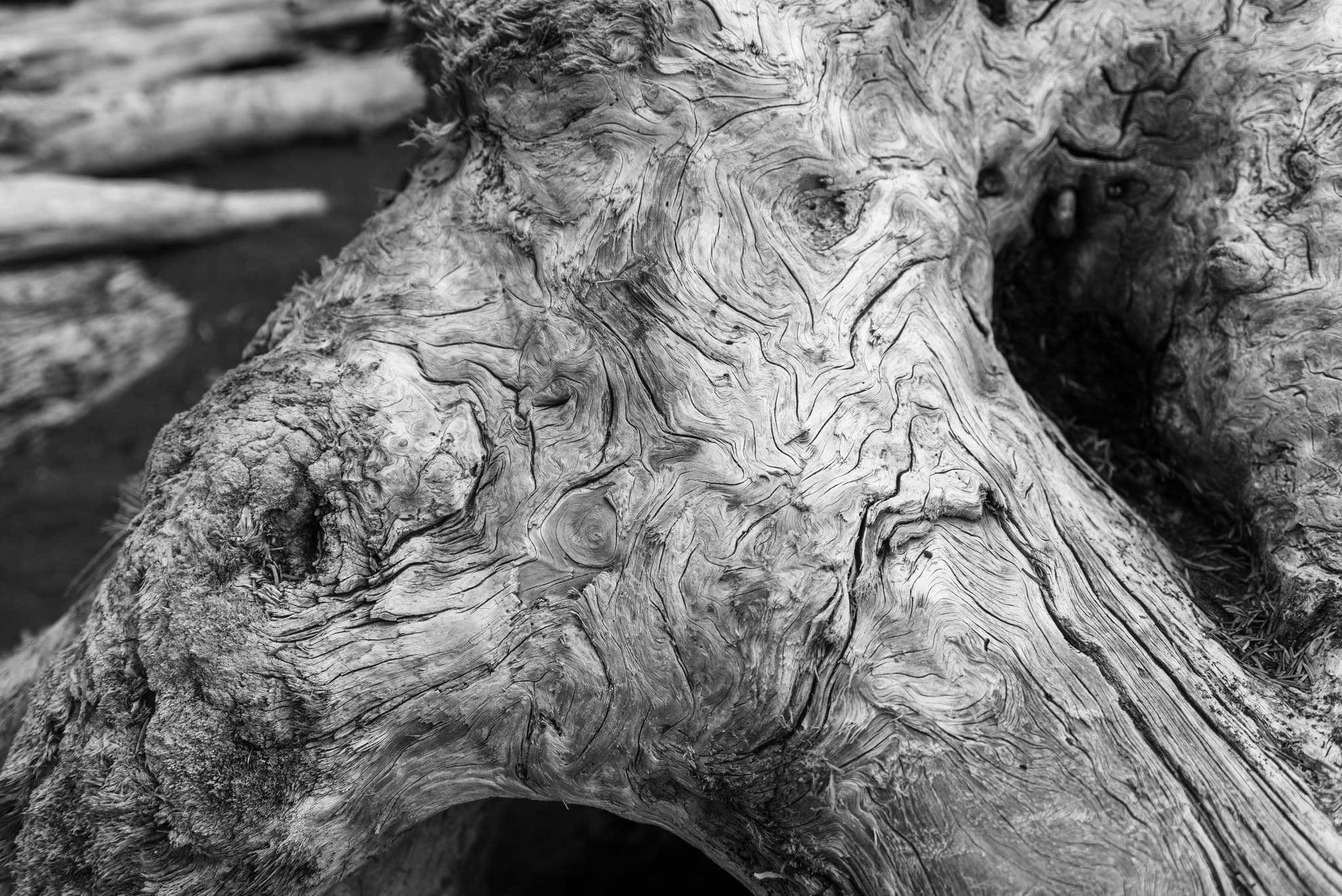 Wood detail on Rialto Beach