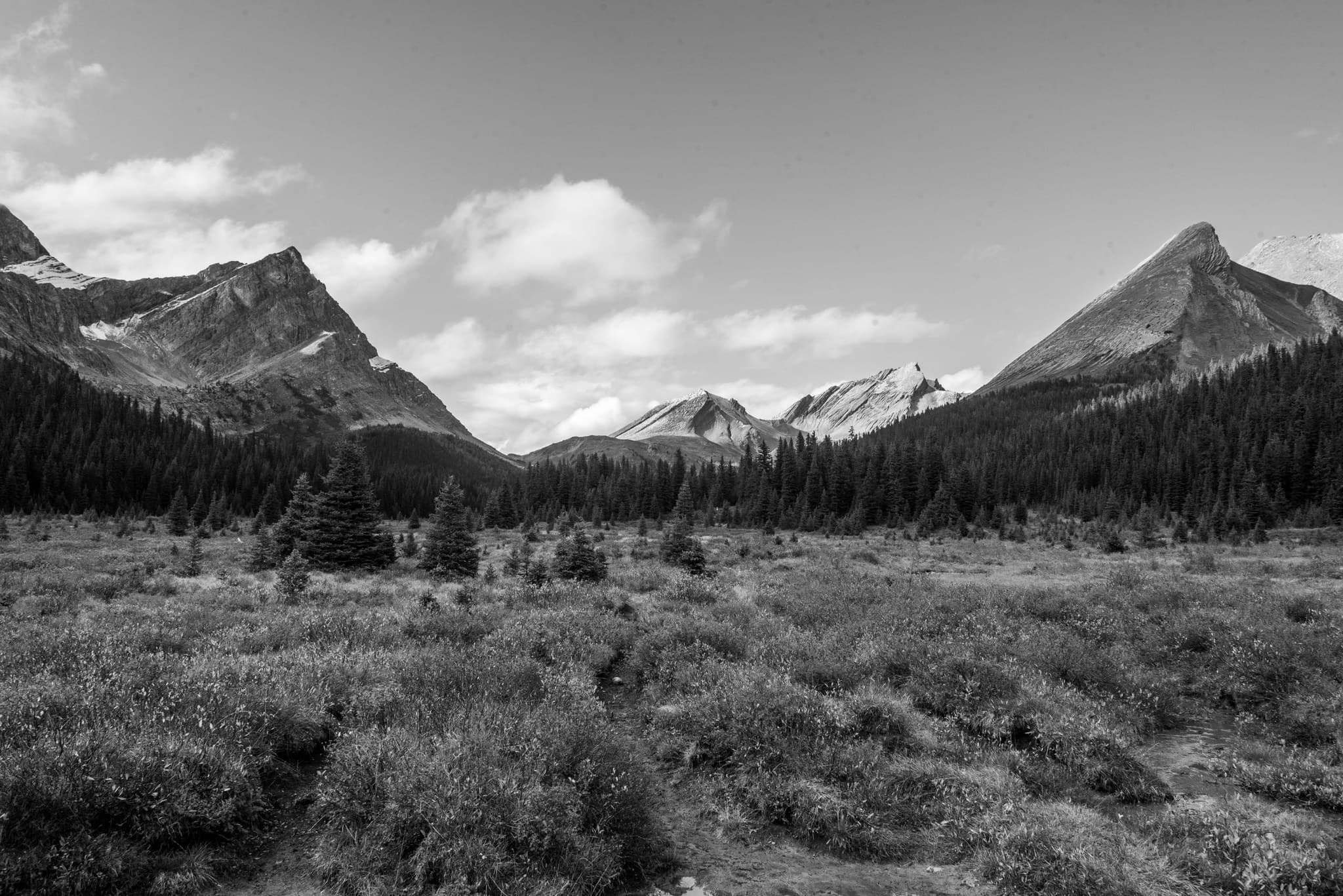 Along the Johnston Creek trail