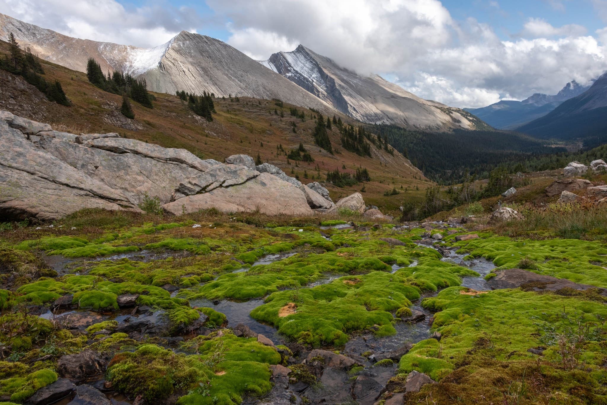Electric green moss covers a creek on the south side of Pulsatilla Pass
