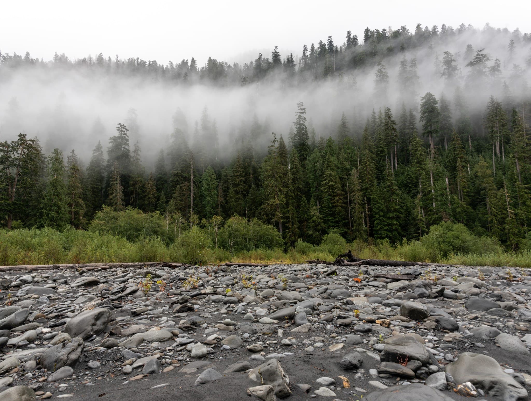Hoh River Bank near Lewis Meadows