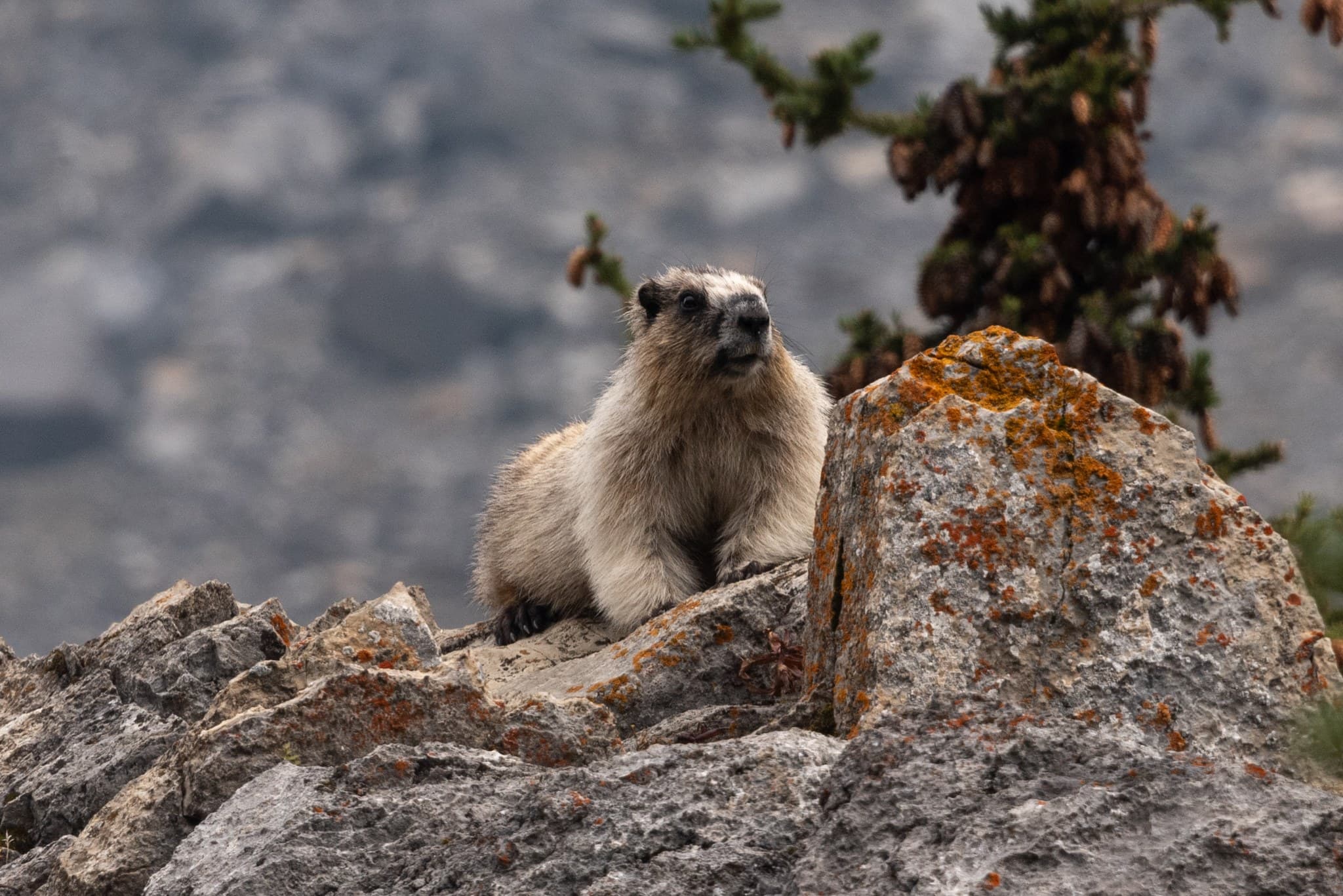 Marmot along the Temple to Deception Pass Trail