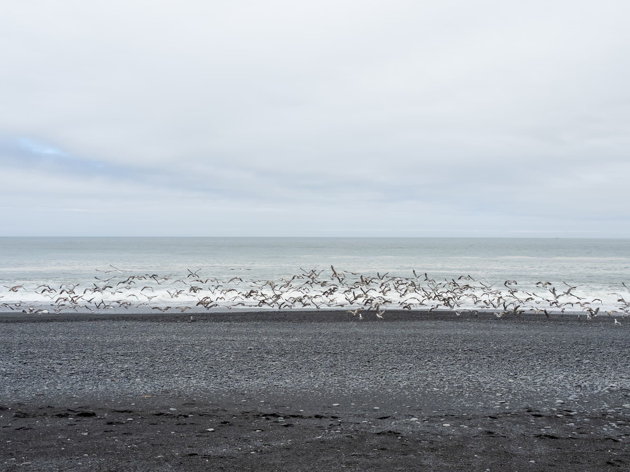 Seagulls at Black Sands Beach