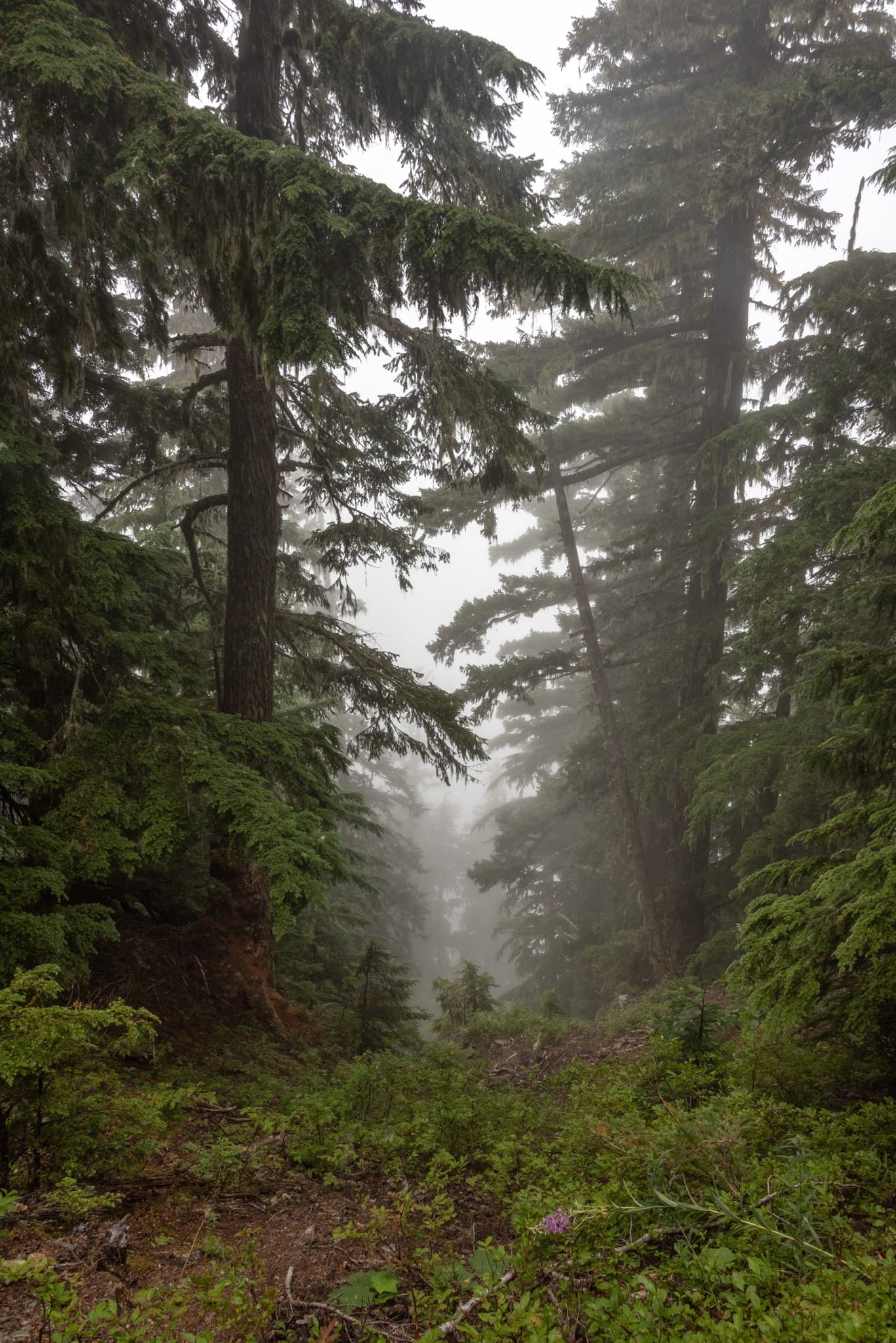 Glacier Meadows ascent