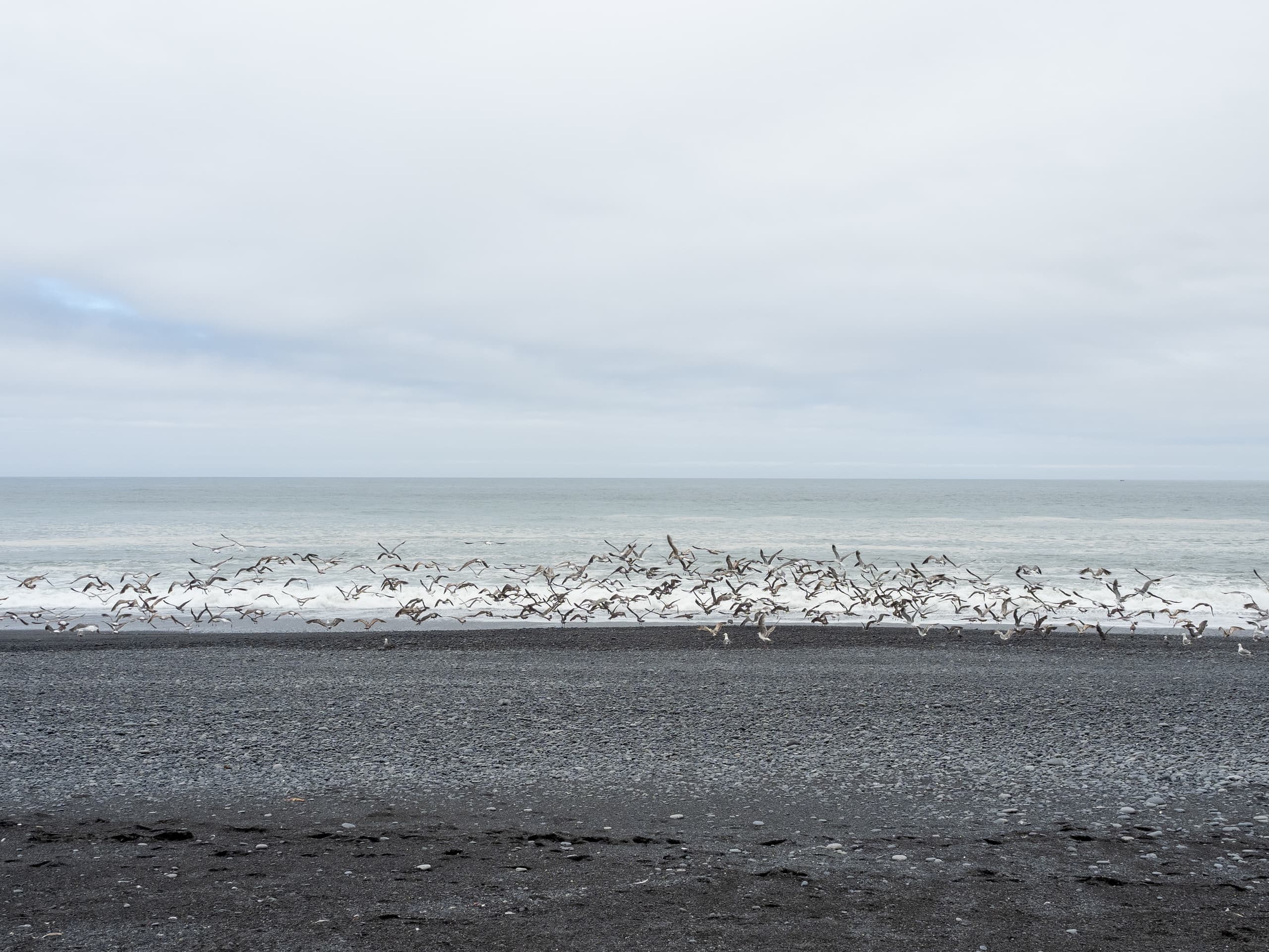 Seagulls at Black Sands Beach