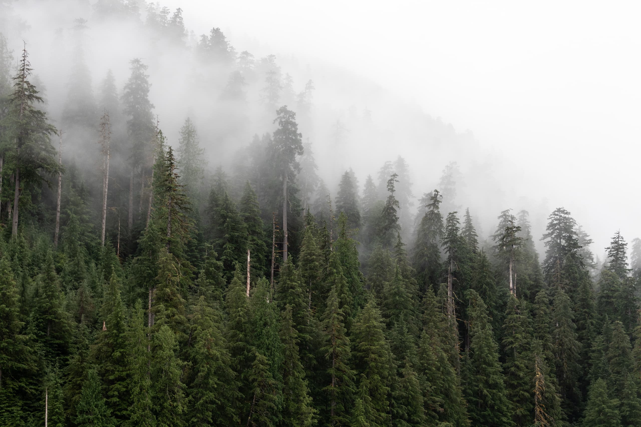 Western Hemlock trees near Lewis Meadows