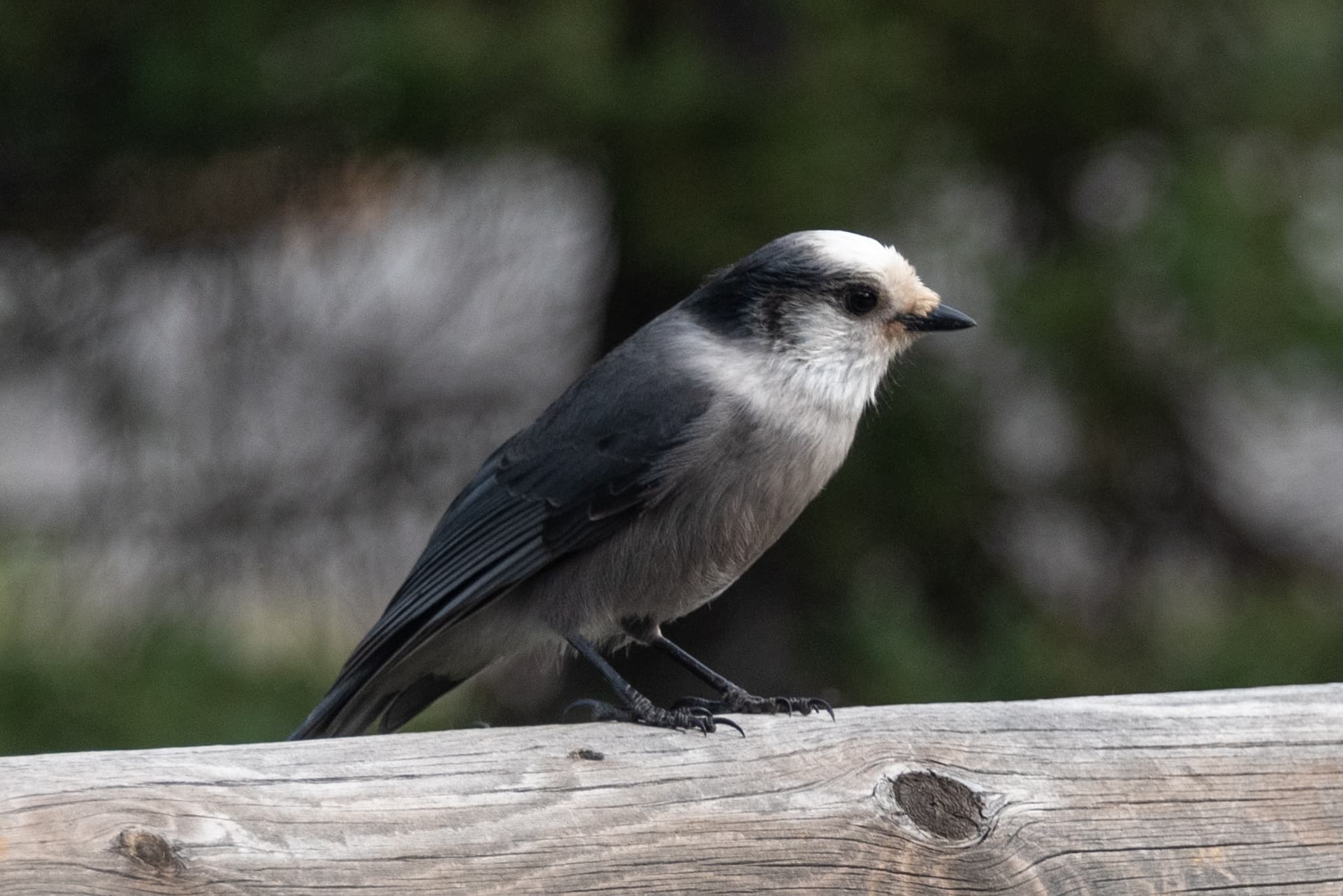 Canada Jay on the shore Lake Louise