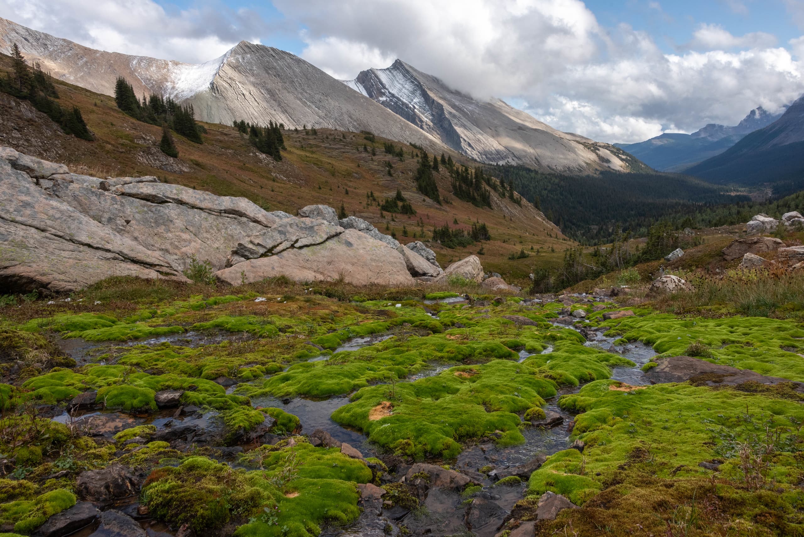 Electric green moss covers a creek on the south side of Pulsatilla Pass