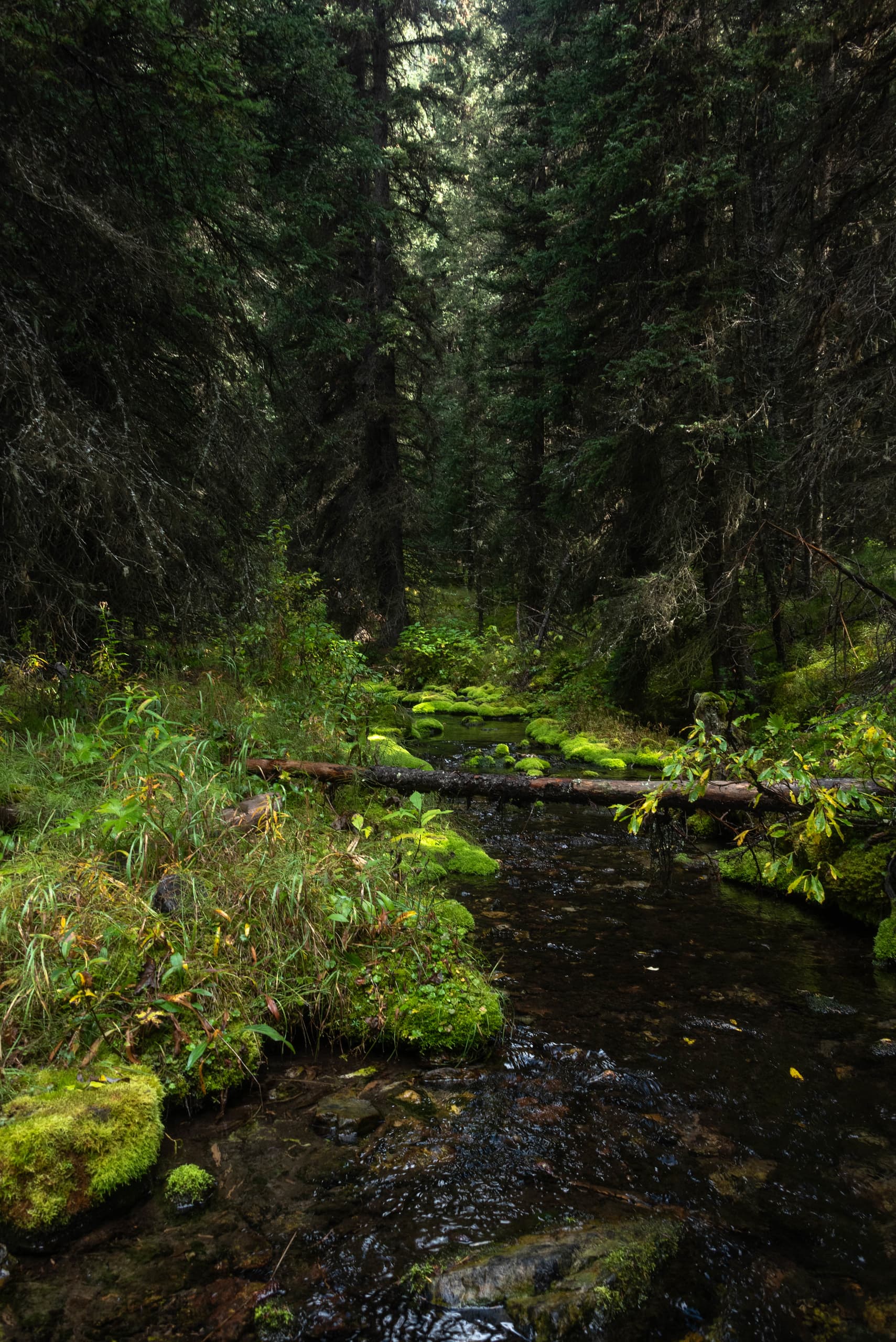 Moss-lined creek on the Johnston Creek trail