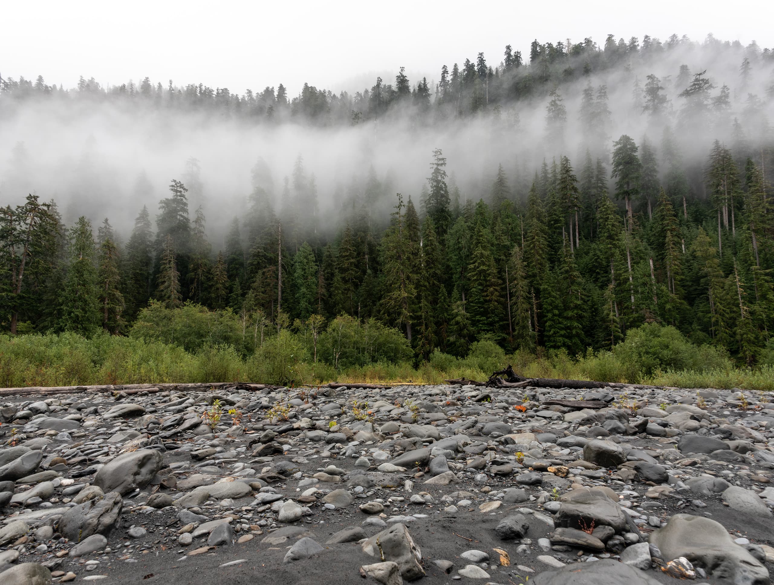 Hoh River Bank near Lewis Meadows