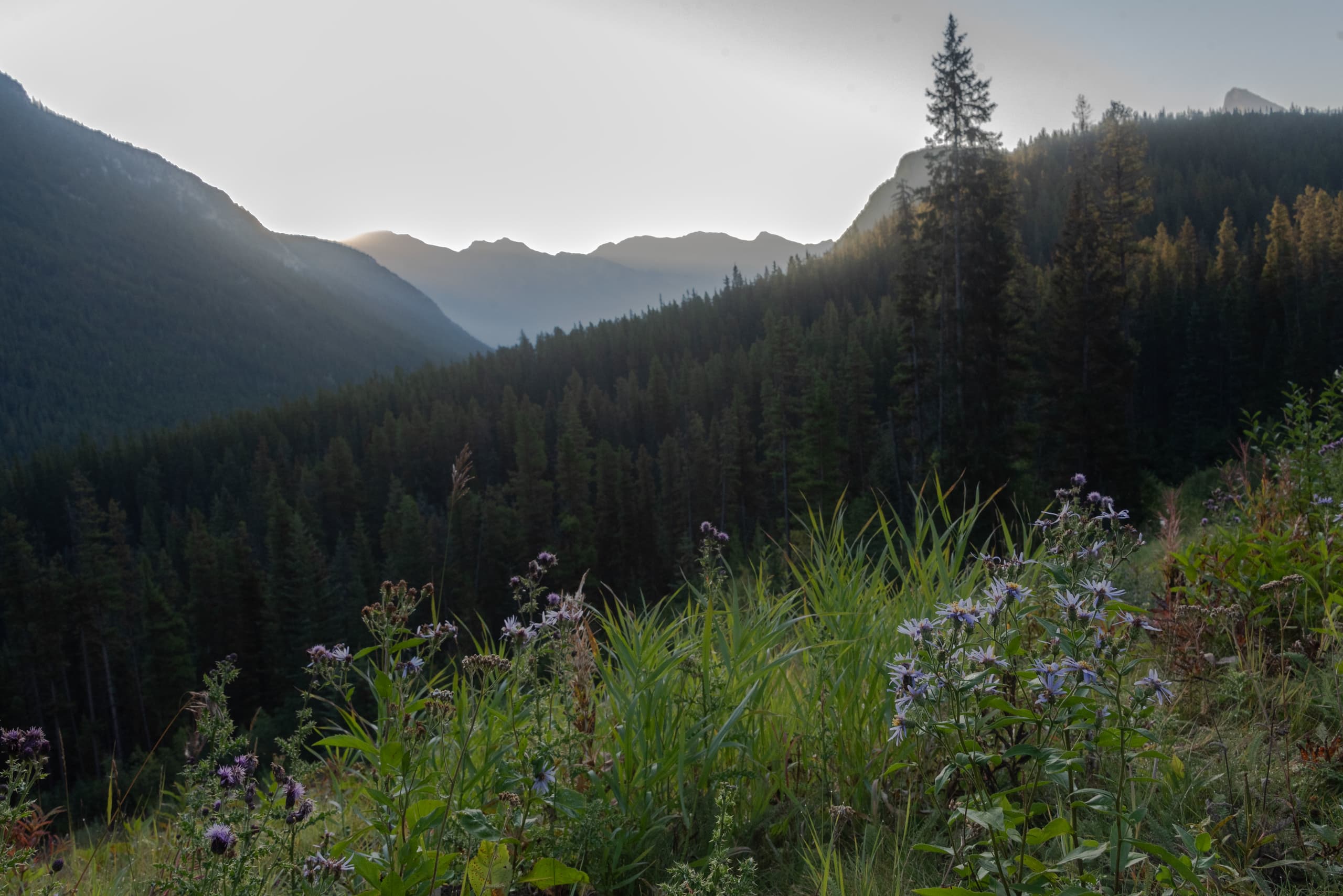Wildflowers along the Norquay ski slopes